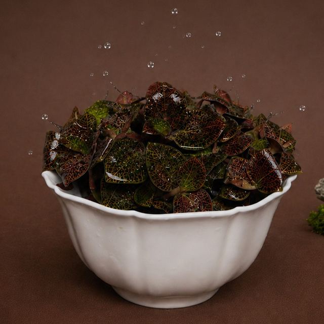 金線蓮